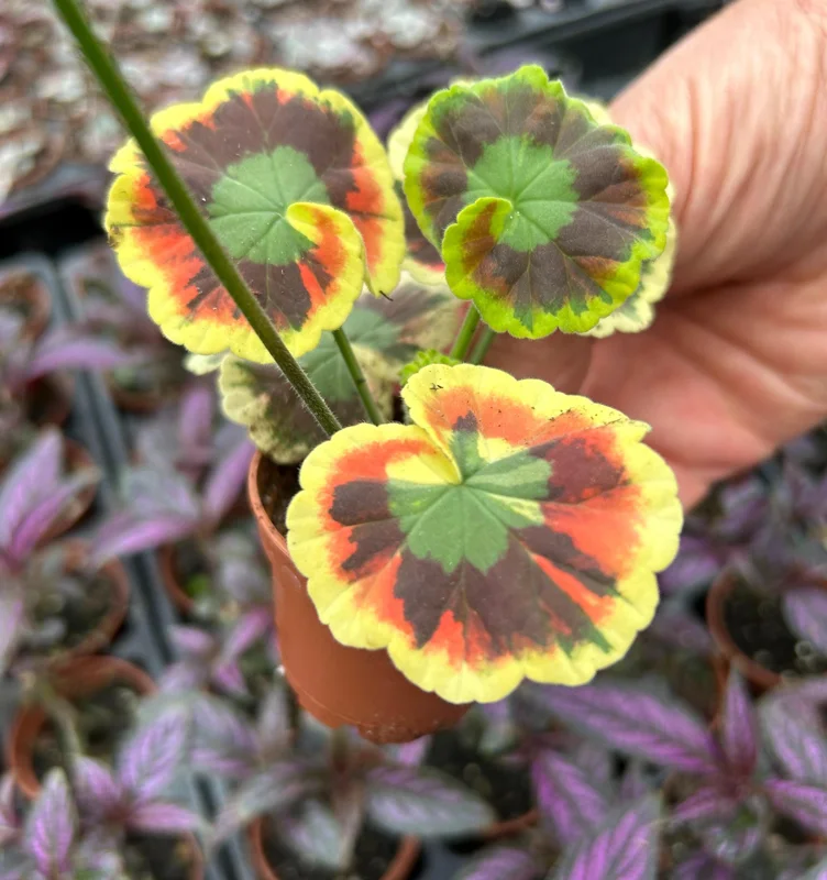 Mrs. Cox Fancy Leaf Geranium – Pelargonium Hybrid Live Plant – Unique Foliage - Image 6