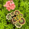 Mrs. Cox Fancy Leaf Geranium – Pelargonium Hybrid Live Plant – Unique Foliage - Image 1