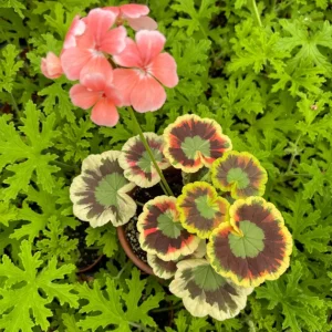 Mrs. Cox Fancy Leaf Geranium – Pelargonium Hybrid Live Plant – Unique Foliage - Image 1