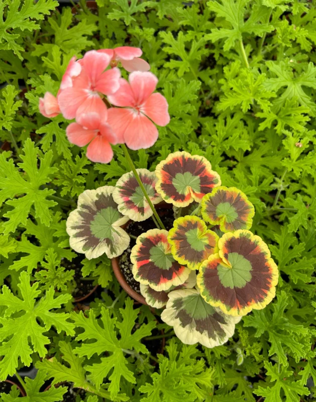 Mrs. Cox Fancy Leaf Geranium – Pelargonium Hybrid Live Plant – Unique Foliage - Image 1