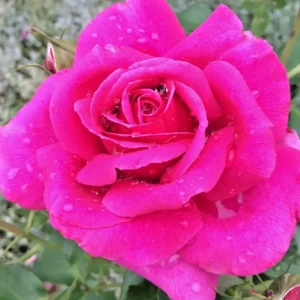 Multicolored Rose Bush Live Plant 1-2' Tall - Yellow, Pink, Red Flowers - Image 2
