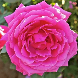 Multicolored Rose Bush Live Plant 1-2' Tall - Yellow, Pink, Red Flowers - Image 3