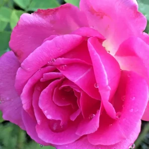 Multicolored Rose Bush Live Plant 1-2' Tall - Yellow, Pink, Red Flowers - Image 4