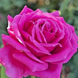 Multicolored Rose Bush Live Plant 1-2' Tall - Yellow, Pink, Red Flowers - Image 5