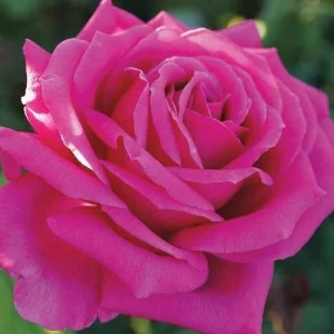 Multicolored Rose Bush Live Plant 1-2' Tall - Yellow, Pink, Red Flowers - Image 6