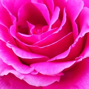 Multicolored Rose Bush Live Plant 1-2' Tall - Yellow, Pink, Red Flowers - Image 7