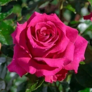 Multicolored Rose Bush Live Plant 1-2' Tall - Yellow, Pink, Red Flowers - Image 8