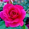 Multicolored Rose Bush Live Plant 1-2' Tall - Yellow, Pink, Red Flowers - Image 1
