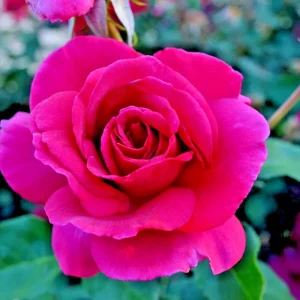 Multicolored Rose Bush Live Plant 1-2' Tall - Yellow, Pink, Red Flowers - Image 1