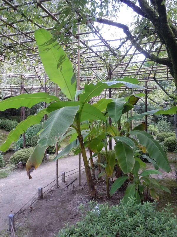 Musa Basjoo Banana Tree Live Plant - Cold Hardy to 10°F Outdoor - Image 1