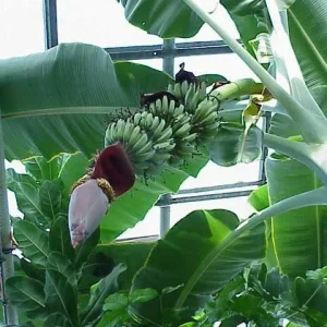 Musa 'Gran Nain' Banana Tree - Live Plant - Indoor/Outdoor Fruit Plant - Image 1