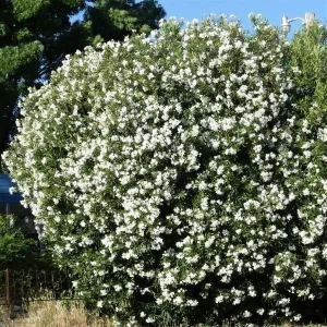 Myrtus Communis White Myrtle 7 Live Unrooted 6