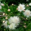 Myrtus Communis White Myrtle 7 Live Unrooted 6" Cuttings - Indoor/Outdoor Shrub - Image 1