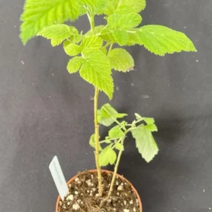 Mysore Raspberry Live Plant - Rubus niveus - Rooted, 3 inch Pot - Image 2