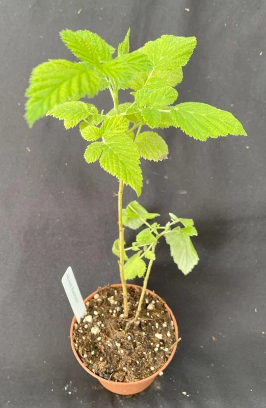 Mysore Raspberry Live Plant - Rubus niveus - Rooted, 3 inch Pot - Image 2
