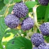 Mysore Raspberry Live Plant - Rubus niveus - Rooted, 3 inch Pot - Image 1