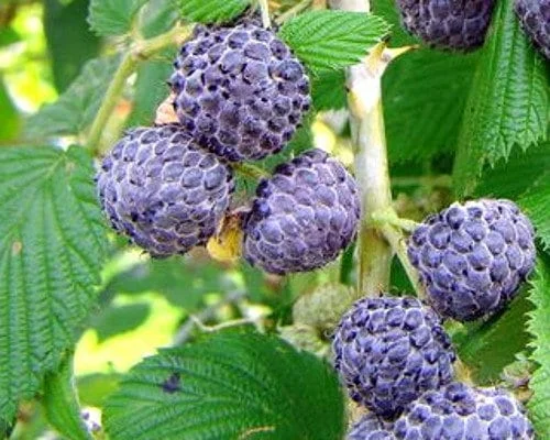Mysore Raspberry Live Plant - Rubus niveus - Rooted, 3 inch Pot - Image 1