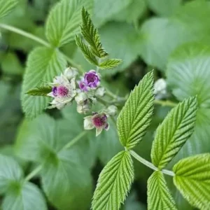 Mysore Raspberry Starter Plant - Edible Live Bush, Drought Tolerant - Image 2