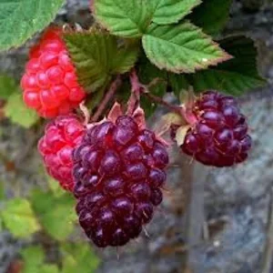 Mysore Raspberry Starter Plant - Edible Live Bush, Drought Tolerant - Image 3
