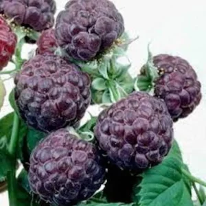 Mysore Raspberry Starter Plant - Edible Live Bush, Drought Tolerant - Image 4