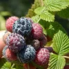Mysore Raspberry Starter Plant - Edible Live Bush, Drought Tolerant - Image 1