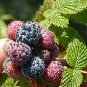 Mysore Raspberry Starter Plant - Edible Live Bush, Drought Tolerant - Image 1