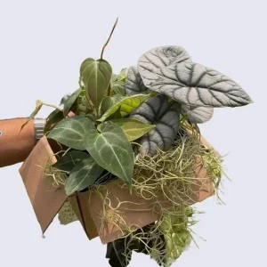 Mystery Plant Bundle – 3 Assorted Live Houseplants – 4" Pots – Easy Care Tropical - Image 2
