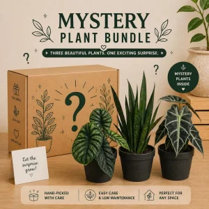 Mystery Plant Bundle – 3 Assorted Live Houseplants – 4" Pots – Easy Care Tropical - Image 1