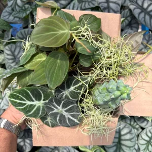 Mystery Plant Bundle – 3 Assorted Live Houseplants – 4