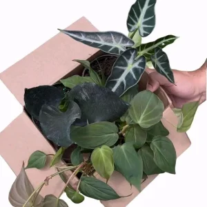 Mystery Plant Bundle – 3 Assorted Live Houseplants – 4