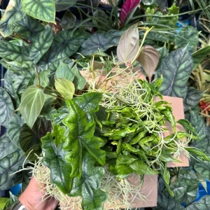 Mystery Plant Bundle – 3 Assorted Live Houseplants – 4