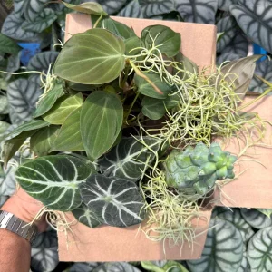 Mystery Plant Bundle – 3 Assorted Live Houseplants, Easy Care, 4” Pots - Image 3