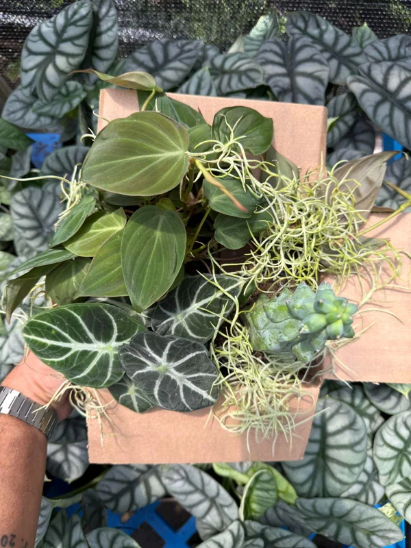 Mystery Plant Bundle – 3 Assorted Live Houseplants, Easy Care, 4” Pots - Image 3