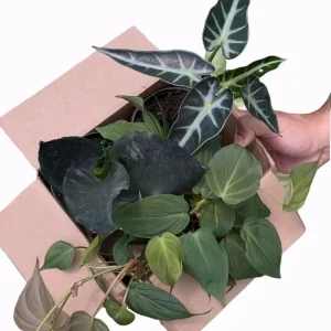 Mystery Plant Bundle – 3 Assorted Live Houseplants, Easy Care, 4” Pots - Image 4