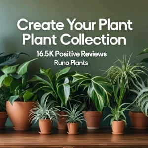 Mystery Plant Bundle – 3 Assorted Live Houseplants, Easy Care, 4” Pots - Image 5