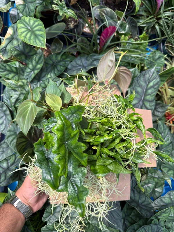 Mystery Plant Bundle – 3 Assorted Live Houseplants, Easy Care, 4” Pots - Image 6