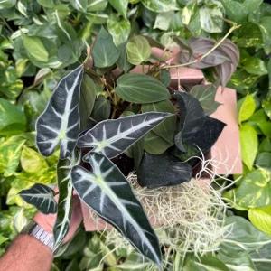 Mystery Plant Bundle – 3 Assorted Live Houseplants, Easy Care, 4” Pots - Image 7