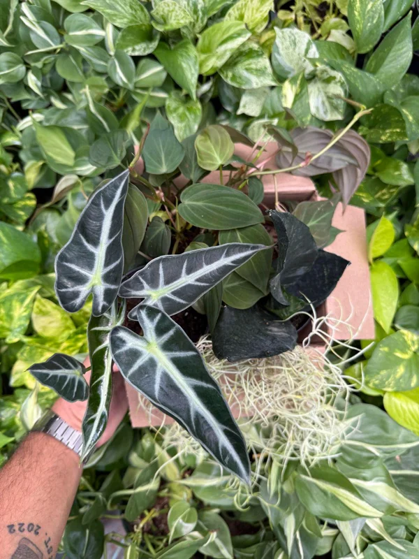 Mystery Plant Bundle – 3 Assorted Live Houseplants, Easy Care, 4” Pots - Image 7