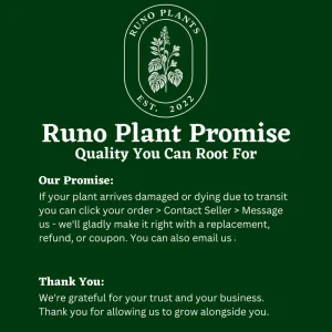 Mystery Plant Bundle – 3 Assorted Live Houseplants, Easy Care, 4” Pots - Image 8