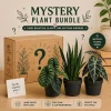 Mystery Plant Bundle – 3 Assorted Live Houseplants, Easy Care, 4” Pots - Image 1