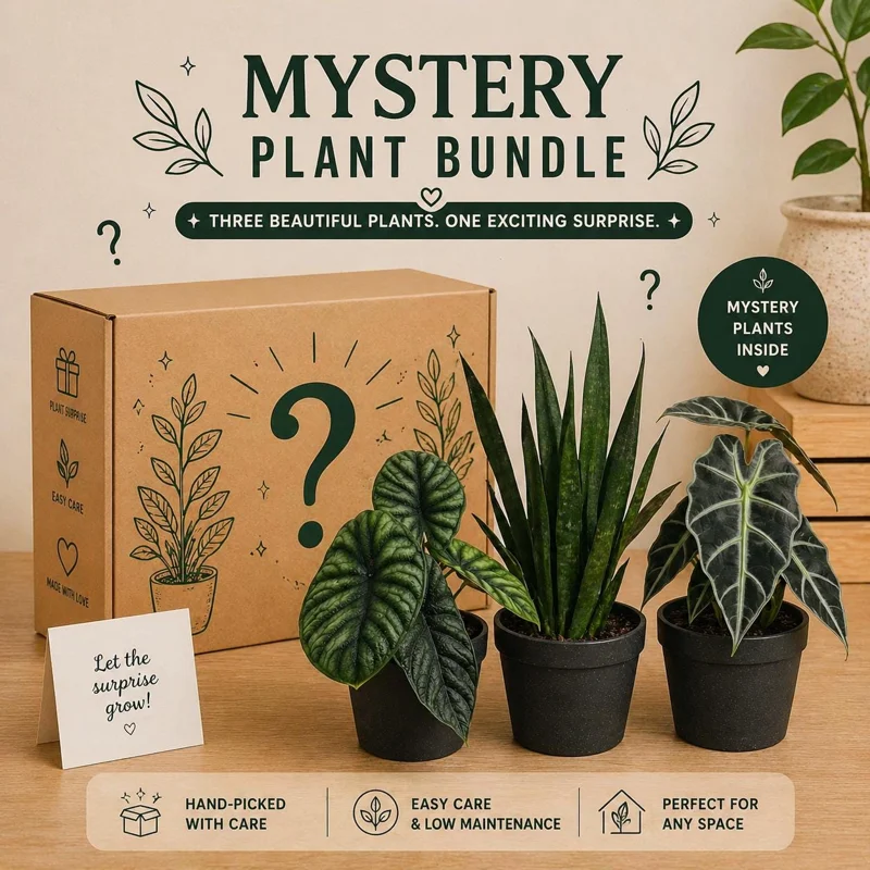 Mystery Plant Bundle – 3 Assorted Live Houseplants, Easy Care, 4” Pots - Image 1