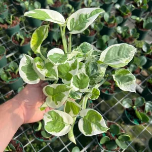 N' Joy Pothos Live Plant – Indoor & Outdoor Tropical Houseplant – 4 inch Pot - Image 2