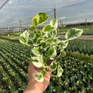 N' Joy Pothos Live Plant – Indoor & Outdoor Tropical Houseplant – 4 inch Pot - Image 3