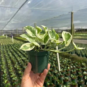 N' Joy Pothos Live Plant – Indoor & Outdoor Tropical Houseplant – 4 inch Pot - Image 4