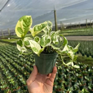N' Joy Pothos Live Plant – Indoor & Outdoor Tropical Houseplant – 4 inch Pot - Image 5