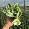 N' Joy Pothos Live Plant – Indoor & Outdoor Tropical Houseplant – 4 inch Pot - Image 1