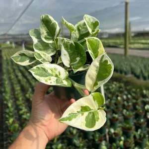 N' Joy Pothos Live Plant – Indoor & Outdoor Tropical Houseplant – 4 inch Pot - Image 1