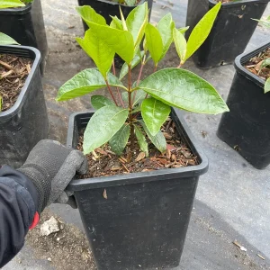 Nance Fruit Tree Live Plant, 2 Gallon Pot - Byrsonima Crassifolia - Image 2