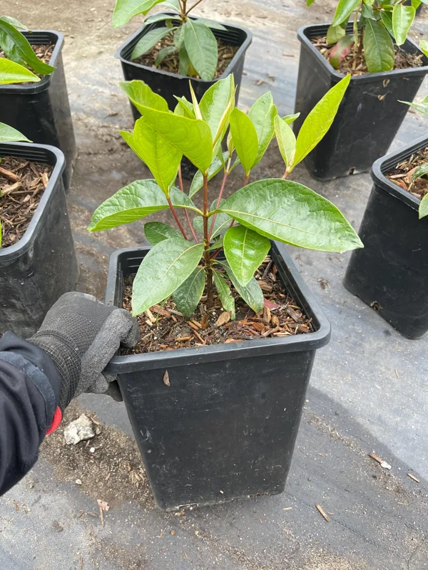 Nance Fruit Tree Live Plant, 2 Gallon Pot - Byrsonima Crassifolia - Image 2