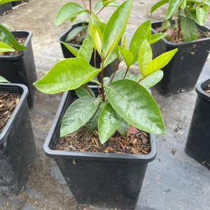 Nance Fruit Tree Live Plant, 2 Gallon Pot - Byrsonima Crassifolia - Image 3